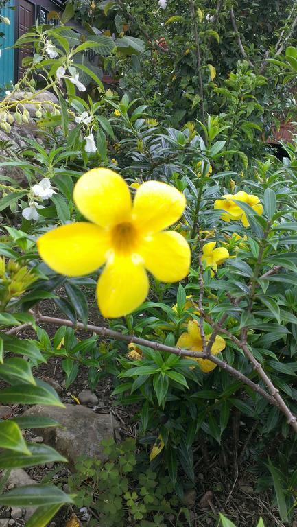 Kinabalu Poring Vacation Lodge Kampung Poring Екстериор снимка